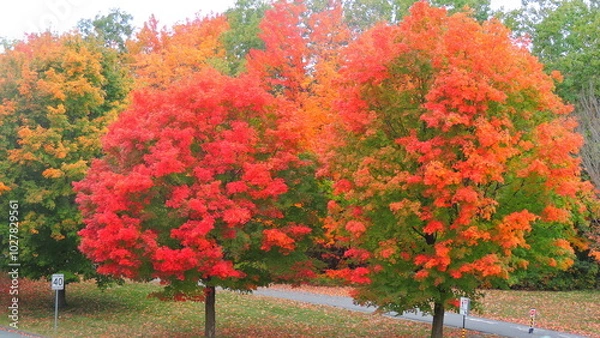 Obraz automne 2024 B