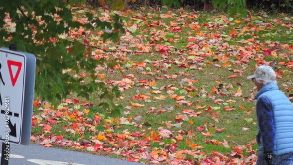 Obraz automne 2024 B