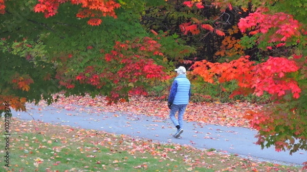 Obraz automne 2024 B