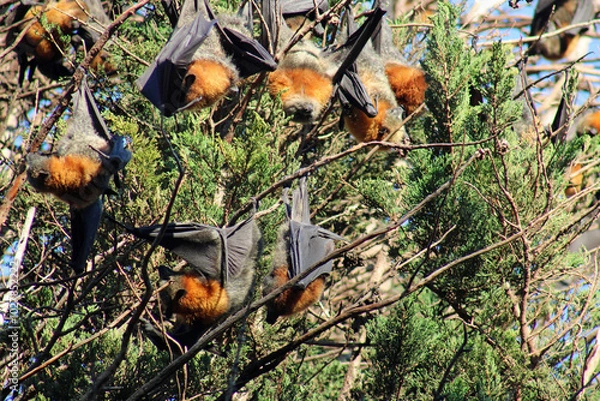 Obraz Grey-headed flying fox