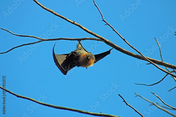 Obraz Grey-headed flying fox