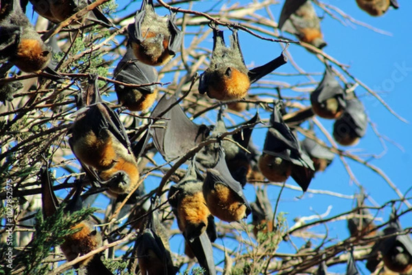Obraz Grey-headed flying fox