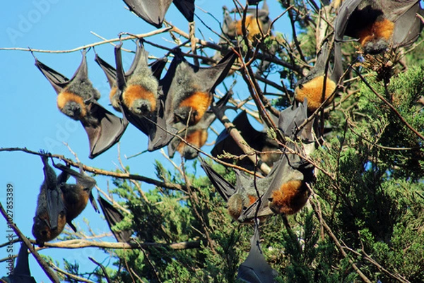 Obraz Grey-headed flying fox