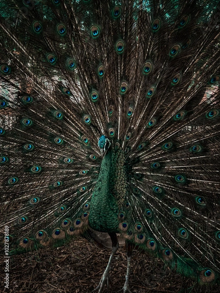 Obraz peacock with feathers
