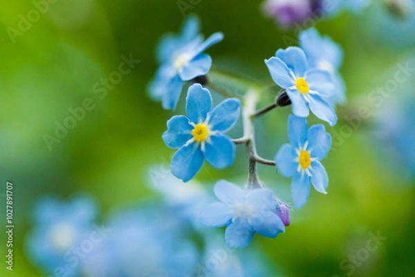 Obraz Forget-me-nots wildflowers, tiny blue flowers close-up.