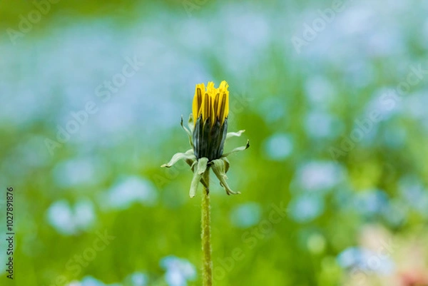 Fototapeta Blooming dandelion, plant close-up, spring in the meadow.