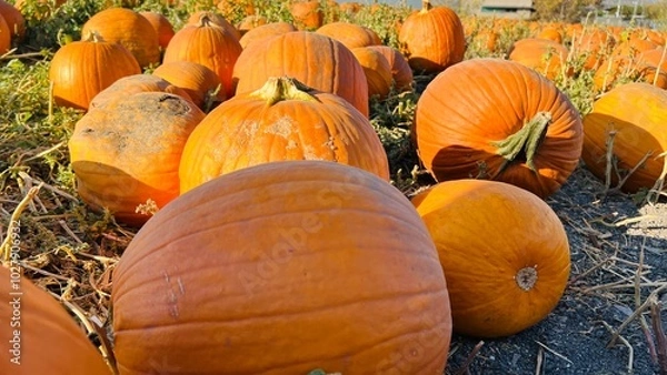 Obraz large pumpkins on a farm