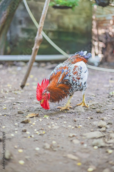 Obraz rooster in the farm