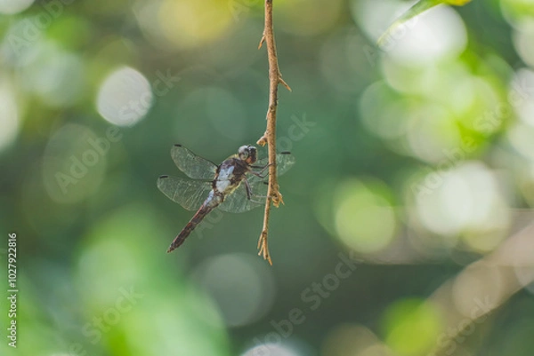 Obraz dragonfly on a leaf