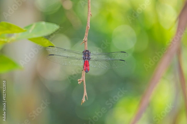 Obraz dragonfly on a leaf