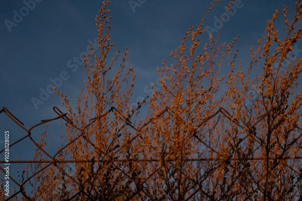Obraz plants and fence 