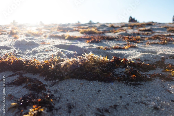 Obraz seaweed and sand 