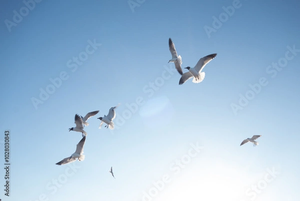 Obraz seagulls in flight