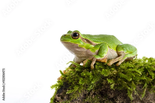 Obraz Green tree frog with piece of moos isolated on white