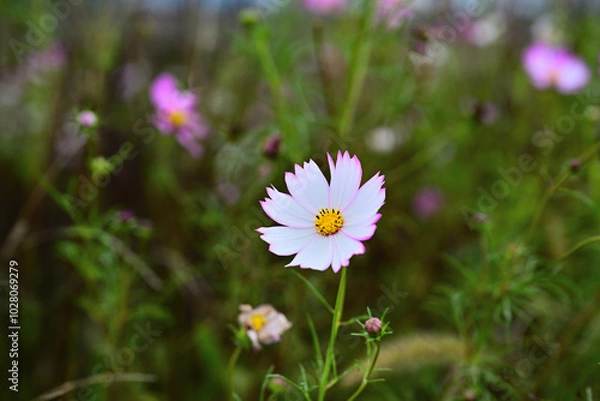 Obraz Autumn close-up photo with cosmos in bloom