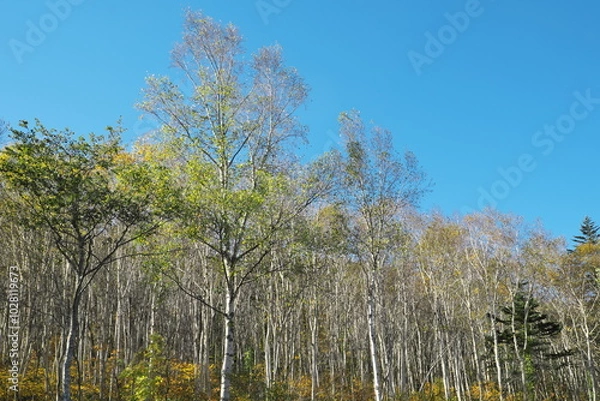 Obraz 秋の白樺林