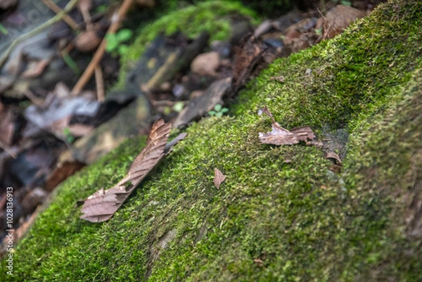 Obraz Dry leaf on top of a mossy stone