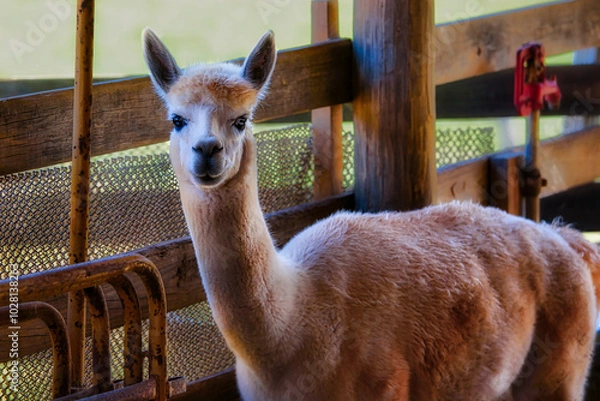 Obraz Cute alpaca on a farm.