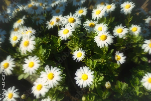 Obraz daisies in a garden