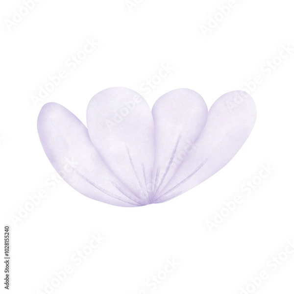 Obraz flower on white