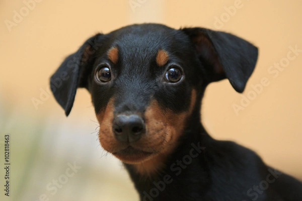 Obraz Doberman puppy
