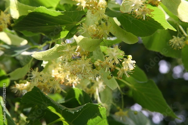 Fototapeta Linden flowers