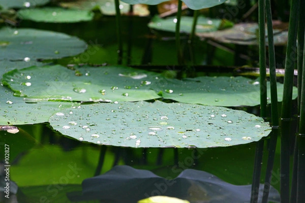 Obraz lillies