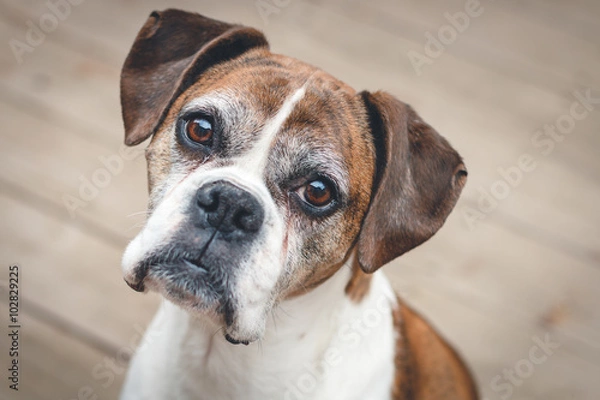 Obraz Old Boxer Dog