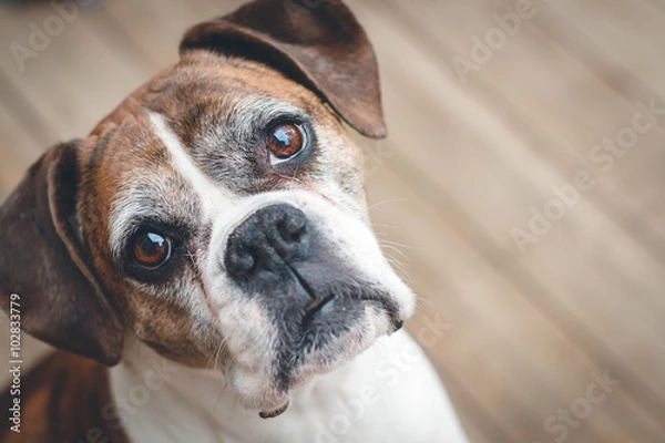Obraz Old Boxer Dog