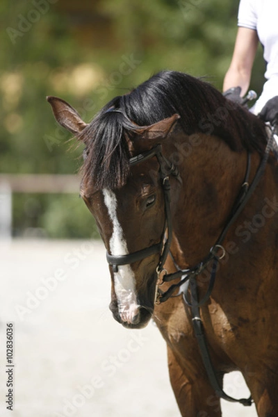 Fototapeta Face of a beautiful purebred racehorse on show jumping training