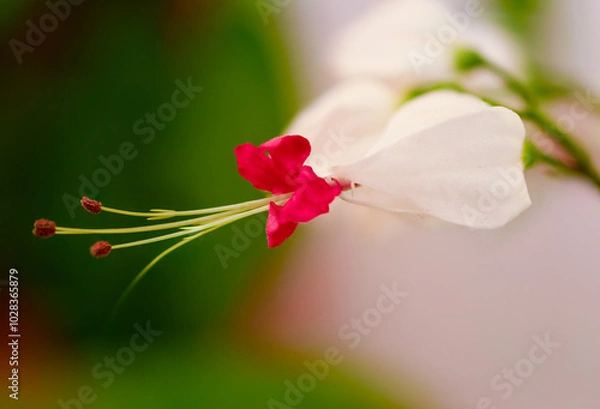 Obraz red and white bleeding heart flower