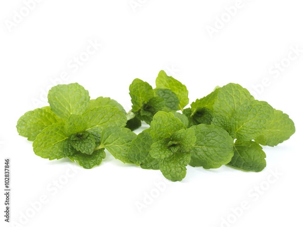 Obraz Fresh lemon balm bunch isolated on white background