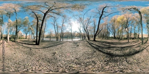 Fototapeta 360 VR Yellow forest in a mountain field full of young birch trees and leaves on the ground. Gentle breeze and falling leaves against a blue sky, bright sun and cold river.