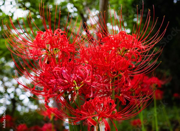 Fototapeta 赤羽緑地公園　彼岸花