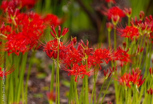 Fototapeta 赤羽緑地公園　彼岸花