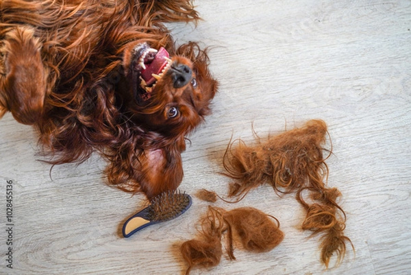 Fototapeta  Combing dog's fur with a comb. Happy smiling Irish Setter on the floor