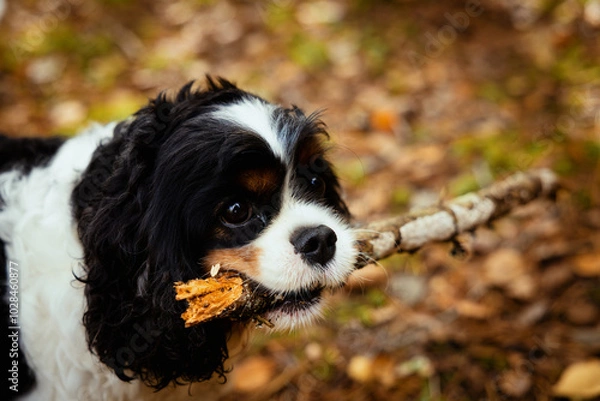 Obraz cavalier king charles spaniel with a stick in his mouth
