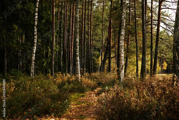 Obraz forest trail in autumn