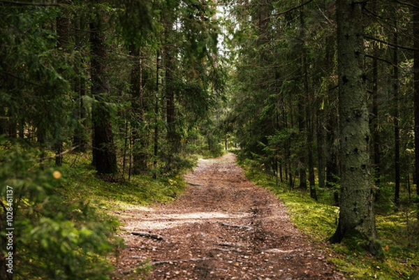 Fototapeta path in the forest