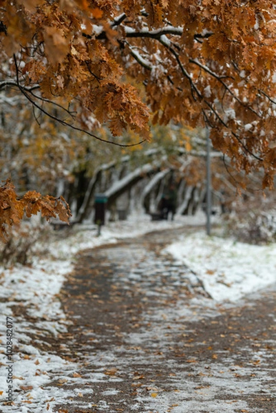 Fototapeta The first snow in the autumn park.A cloudy day in November.Yellow foliage on the trees, park paths in the snow, autumn landscape.