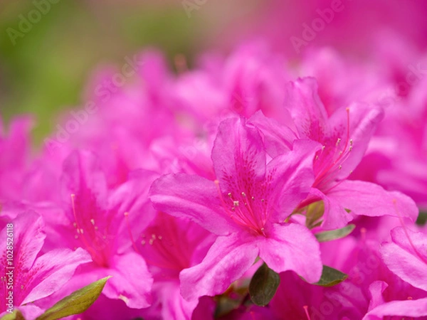 Fototapeta ツツジの花