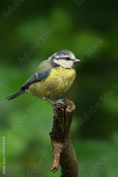 Obraz Small bird perched on a branch with a green background.