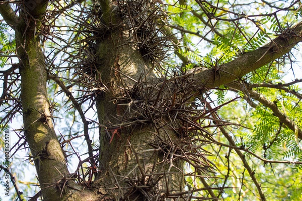 Obraz Trunk of Gleditsia tree (honey locust). There are large thorns on the trunk. Gleditsia triacanthos.