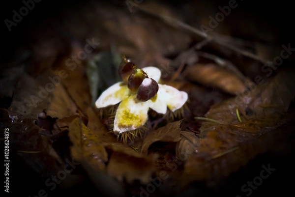 Obraz Trio de châtaignes