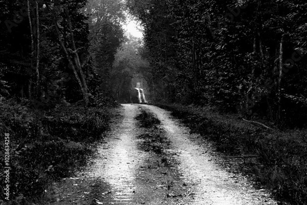 Obraz chemin forestier