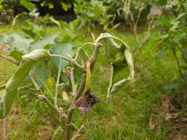 Obraz Diseased Eggplant trees