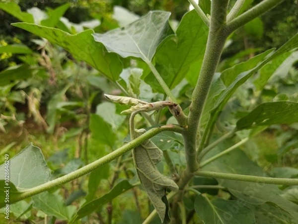 Obraz Diseased Eggplant trees
