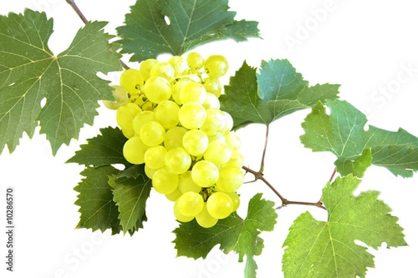 Obraz grape