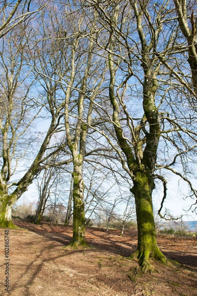 Obraz beech trees in winter