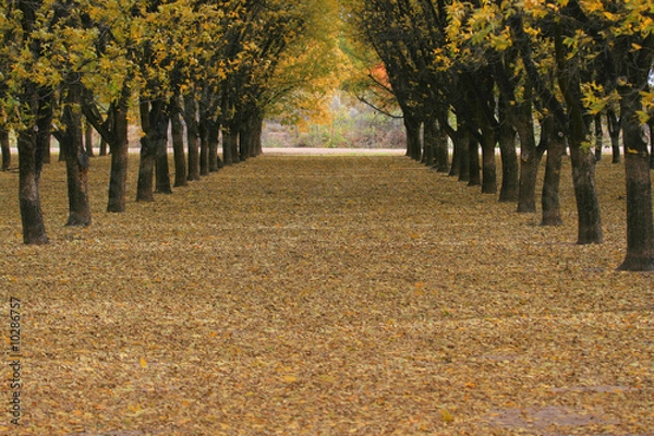 Obraz The autumn path